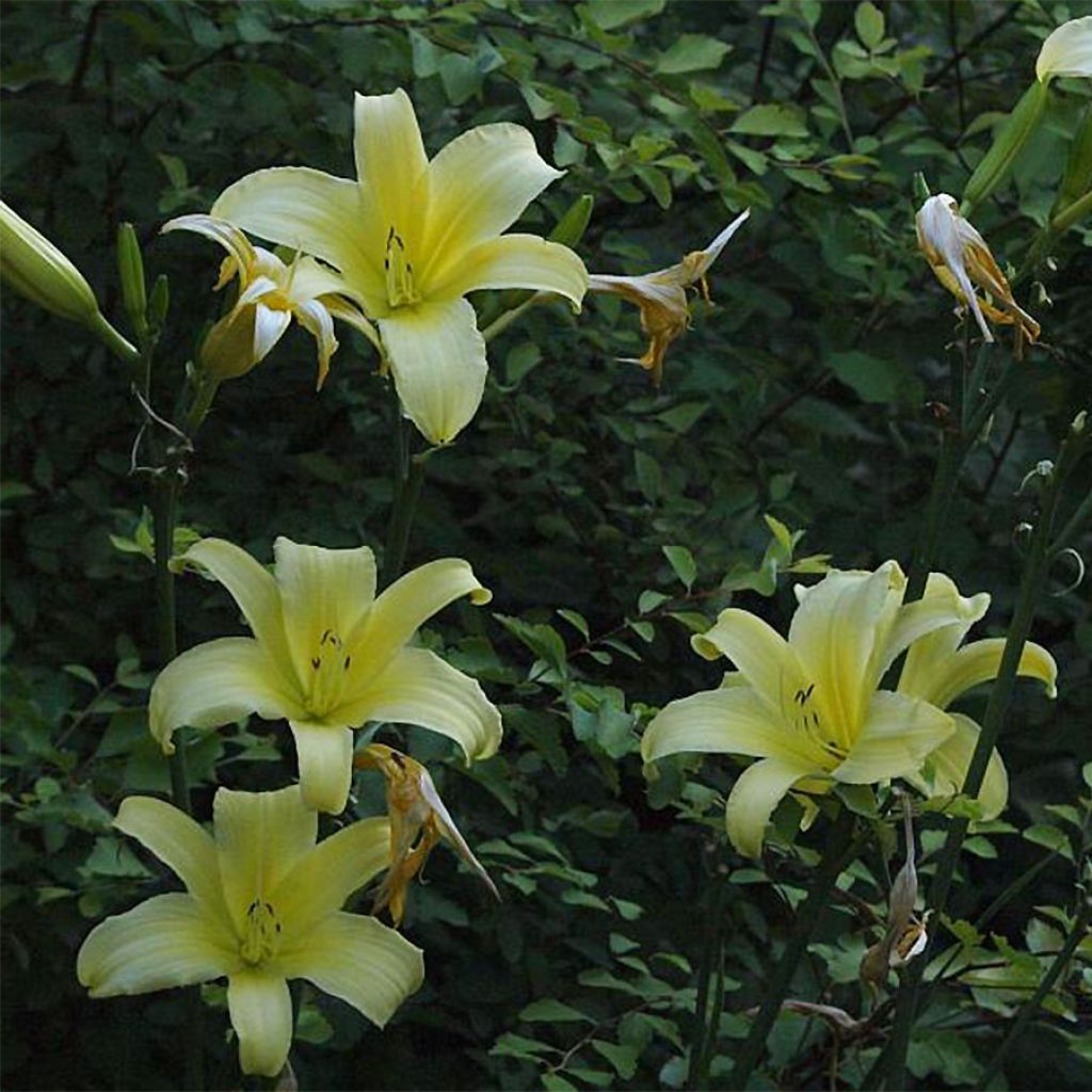 Hemerocallis Shooting Star - Daylily