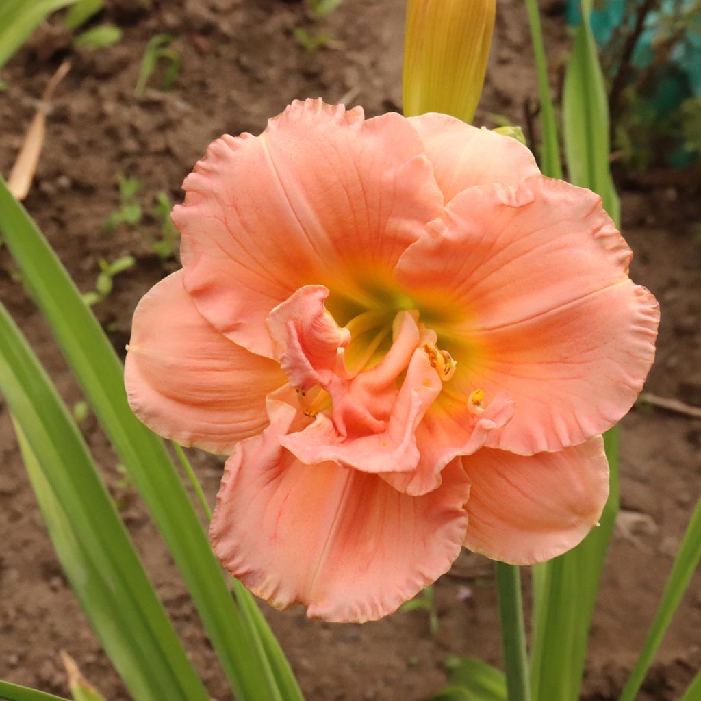 Hemerocallis Siloam Double Classic - Daylily