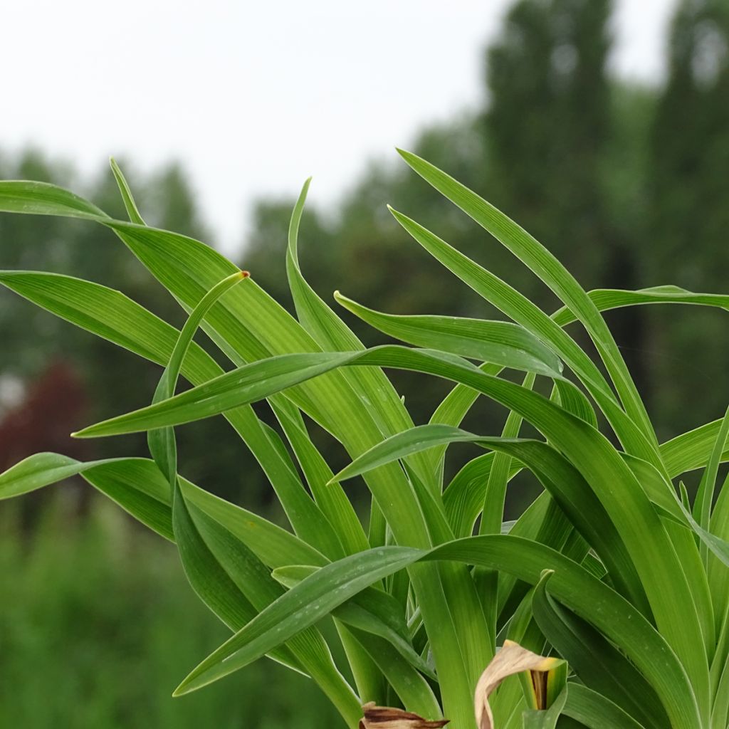 Hemerocallis Siloam Jim Cooper - Daylily