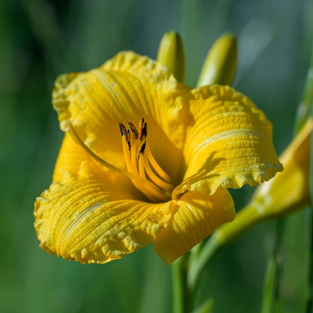 Hemerocallis Stella de Oro - Daylily