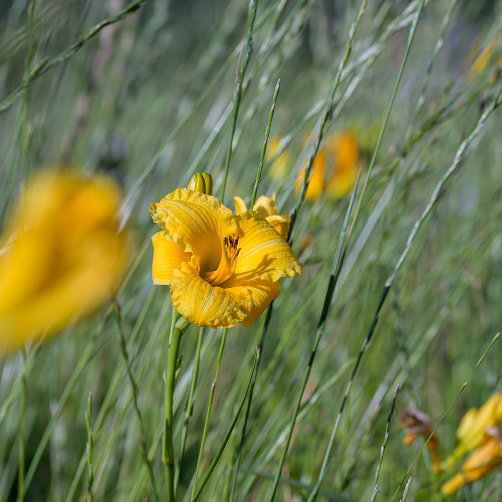 Hemerocallis Stella de Oro - Daylily