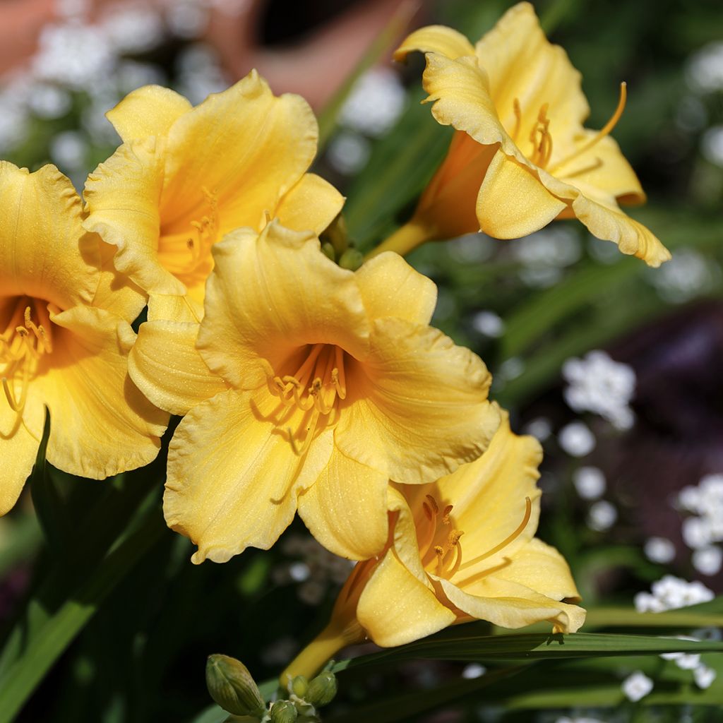 Hemerocallis Stella de Oro - Daylily