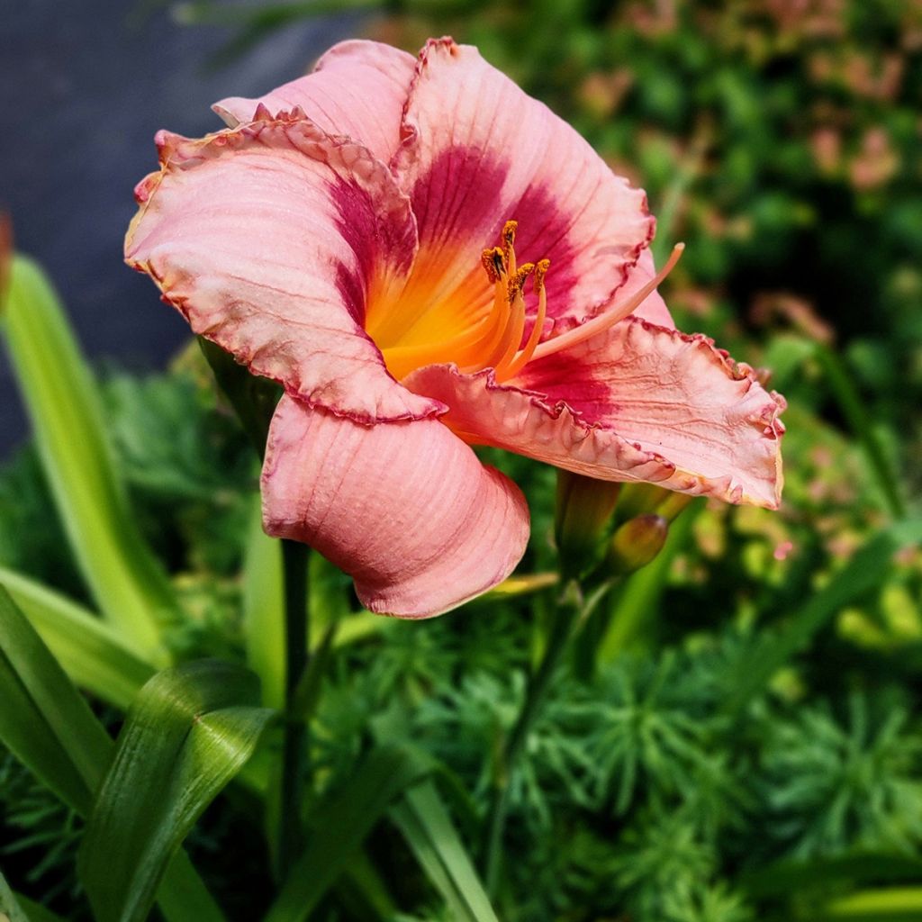 Hemerocallis Strawberry Candy - Daylily