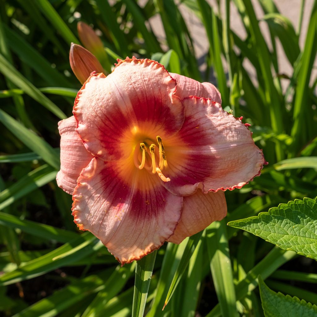 Hemerocallis Strawberry Candy - Daylily