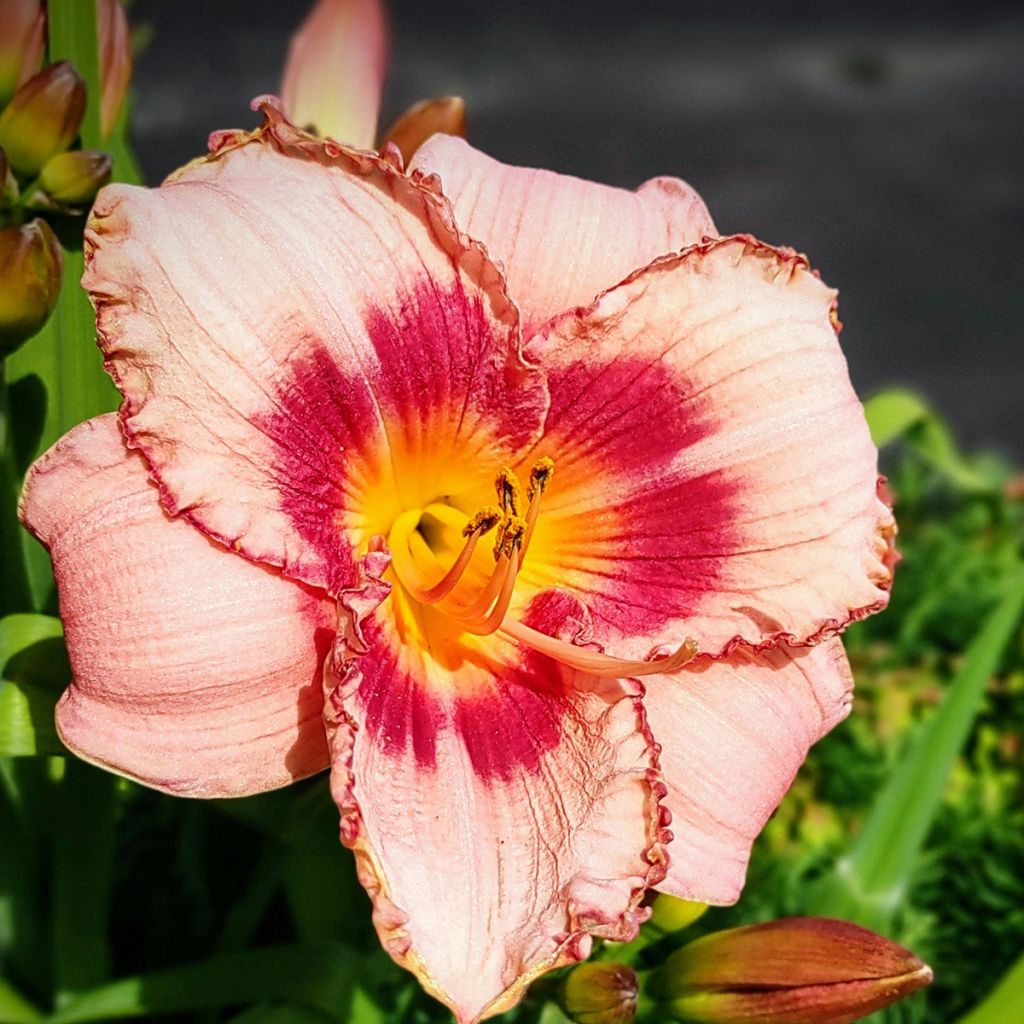 Hemerocallis Strawberry Candy - Daylily