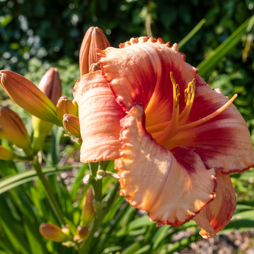 Hemerocallis Strawberry Candy - Daylily