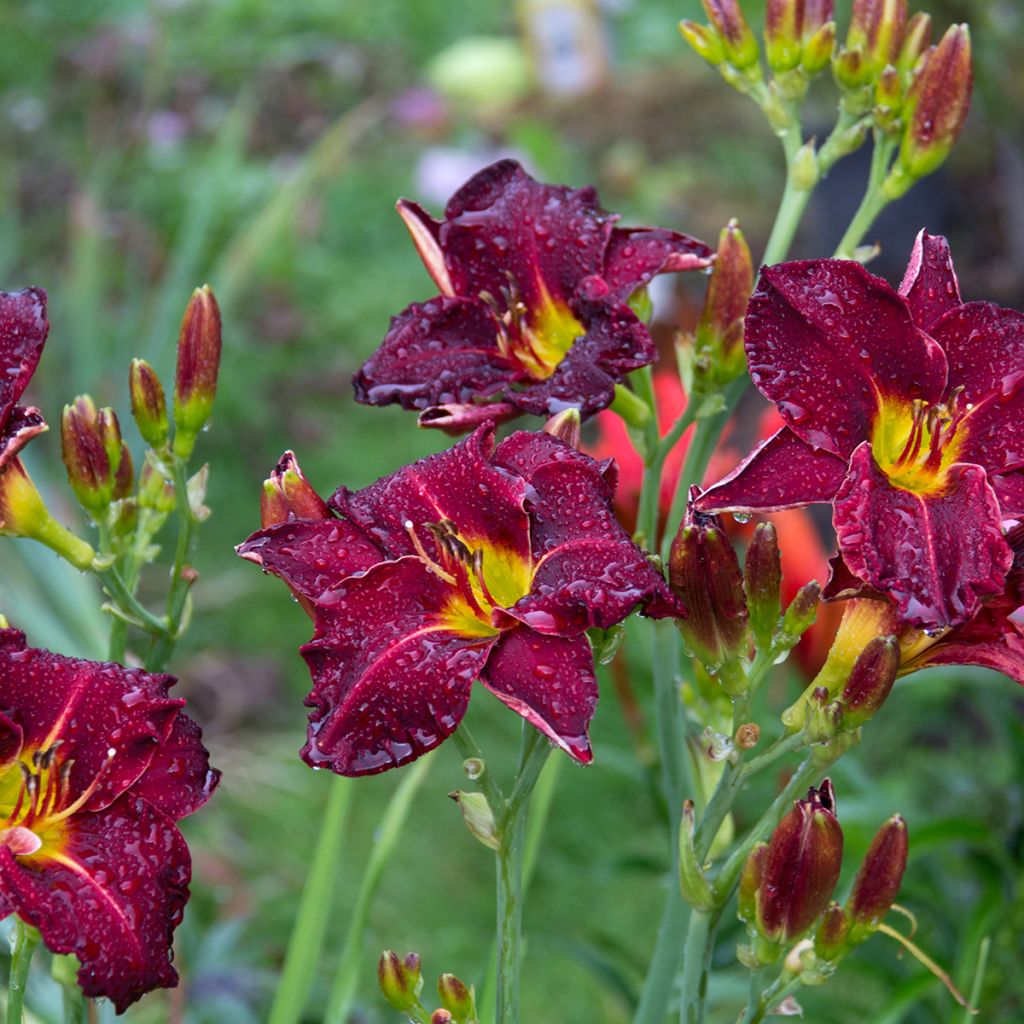 Hemerocallis Strutters Ball - Daylily