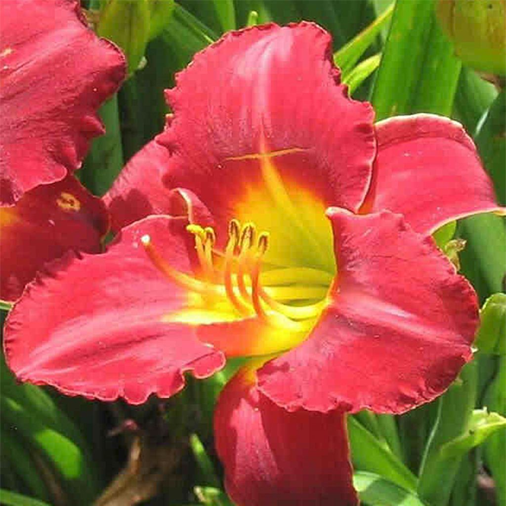 Hemerocallis Study in Scarlet - Daylily
