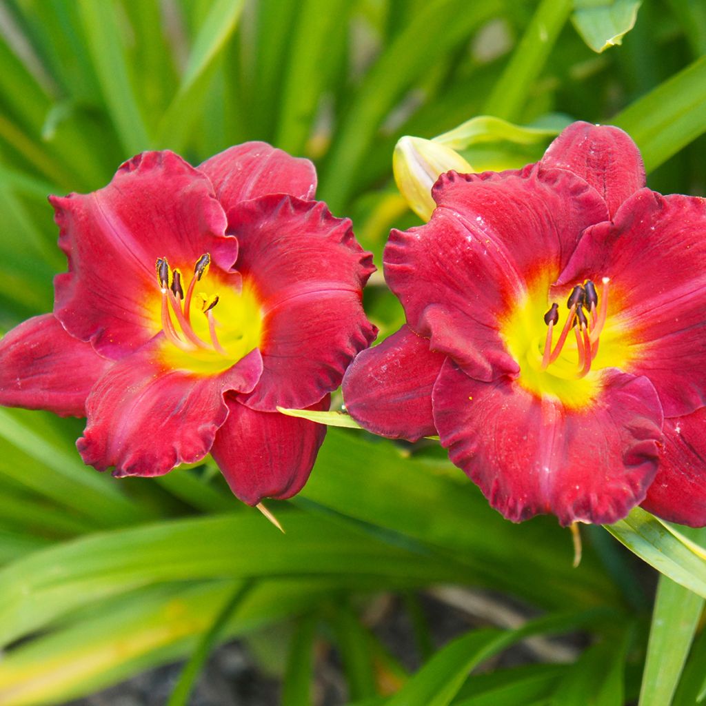 Hemerocallis Study in Scarlet - Daylily