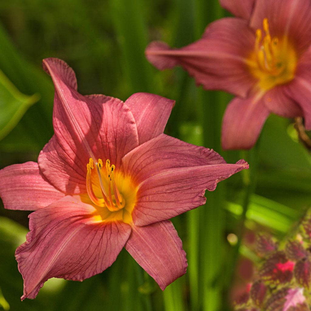 Hemerocallis Summer Wine - Daylily