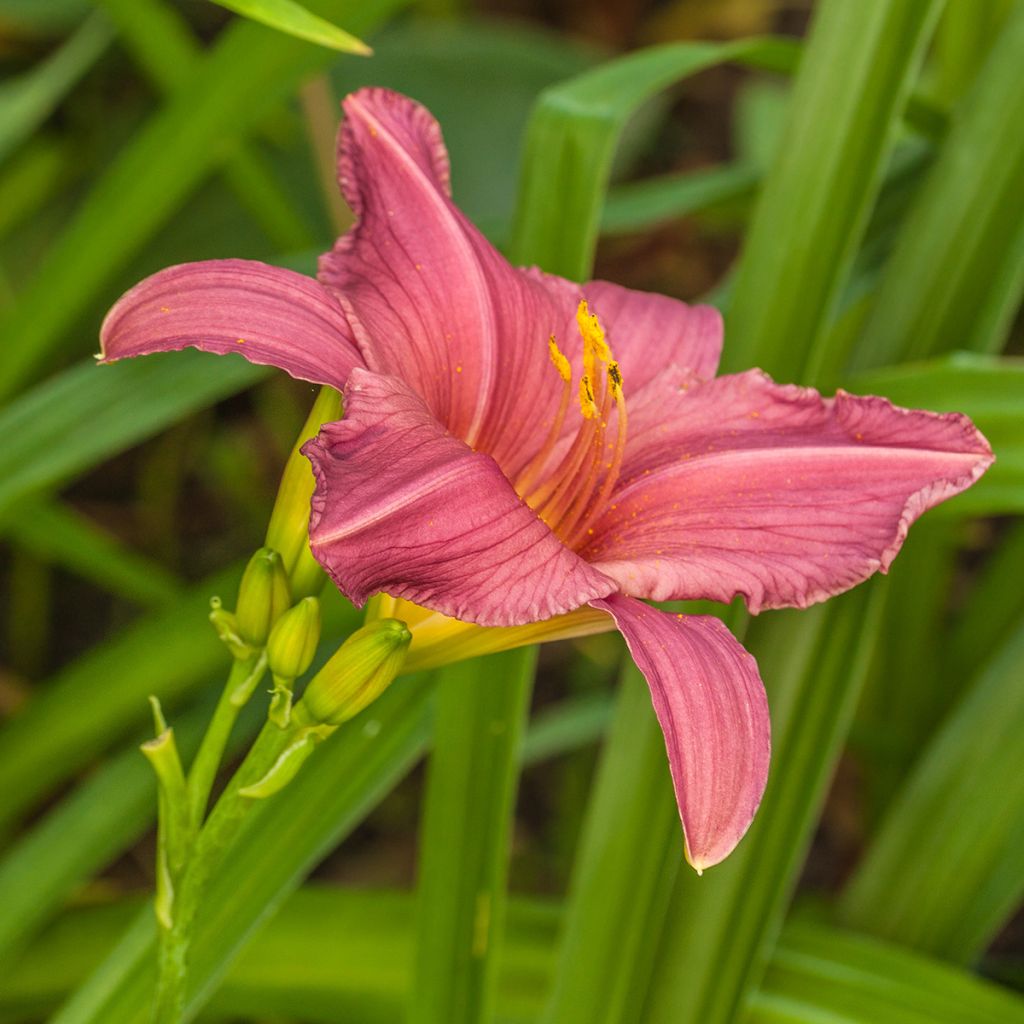 Hemerocallis Summer Wine - Daylily