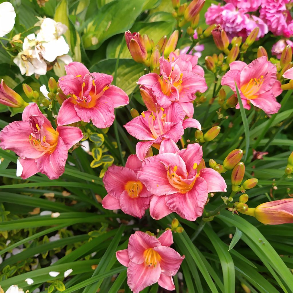 Hemerocallis Summer Wine - Daylily