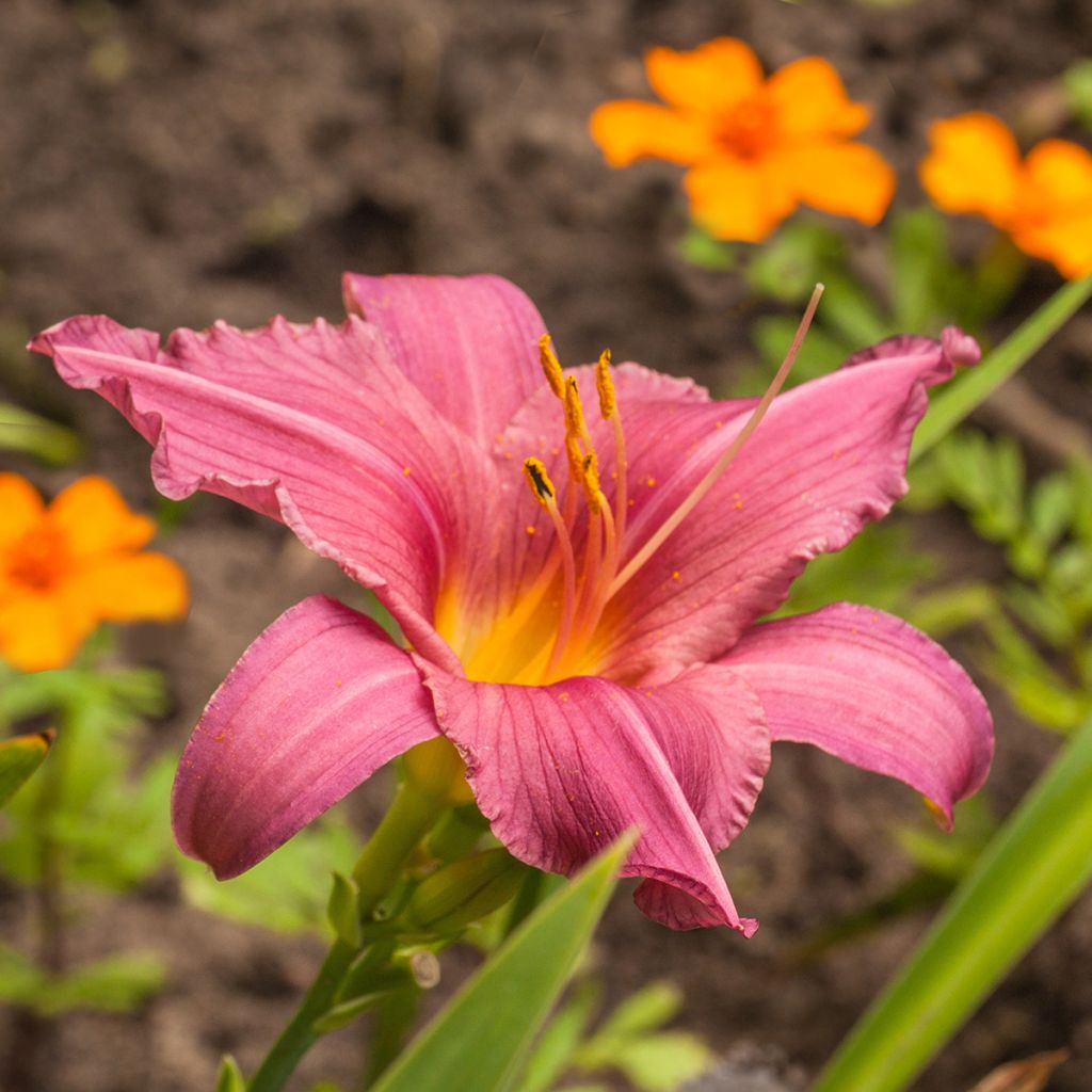 Hemerocallis Summer Wine - Daylily