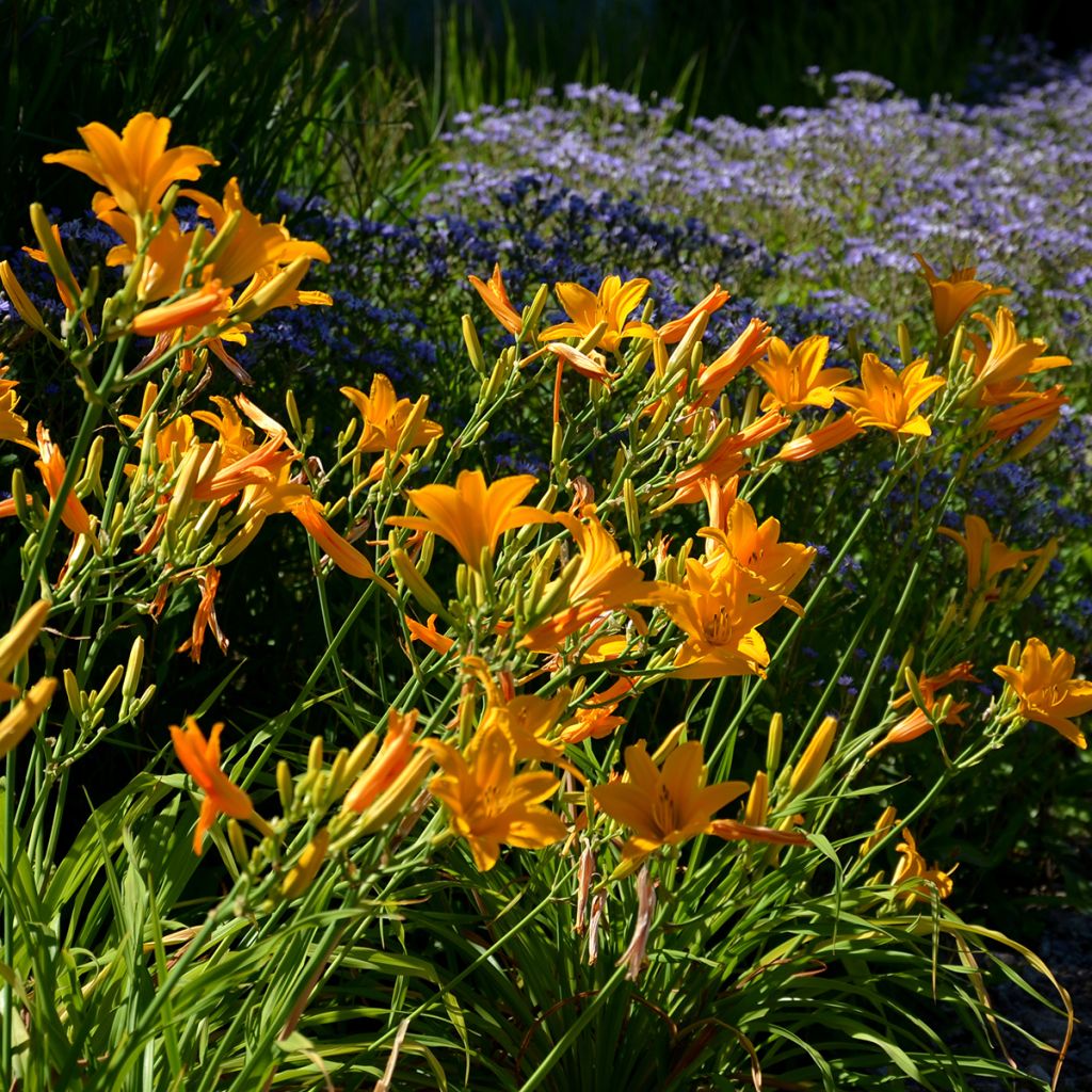 Hemerocallis Thumbelina - Daylily