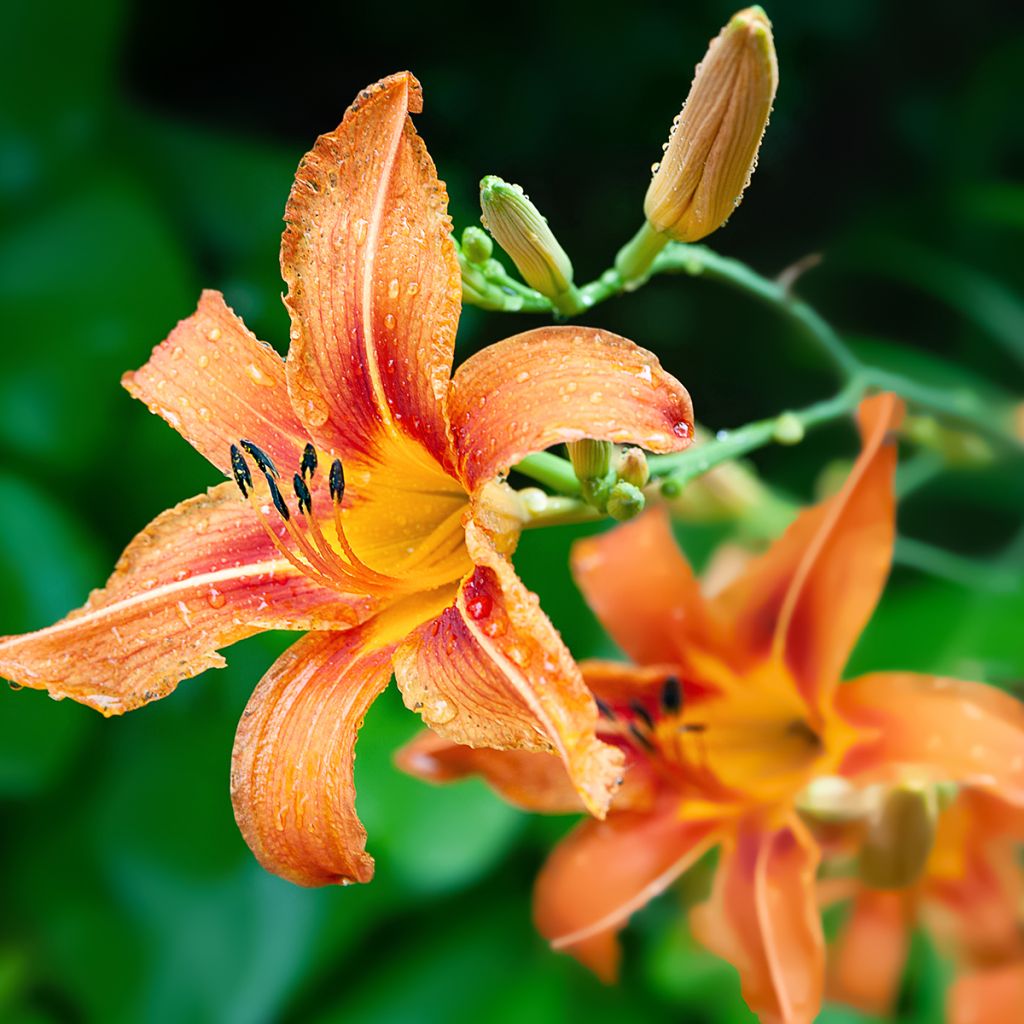 Hemerocallis fulva - Daylily