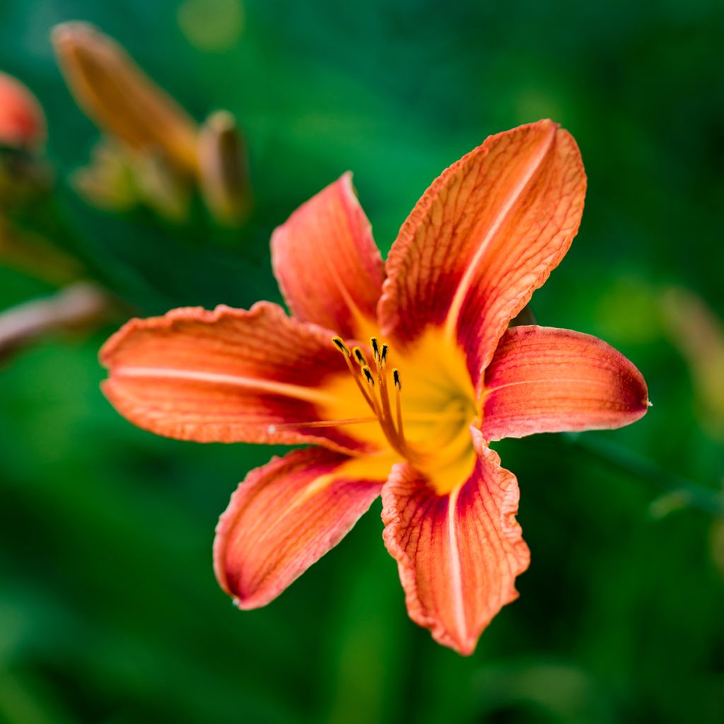 Hemerocallis fulva - Daylily