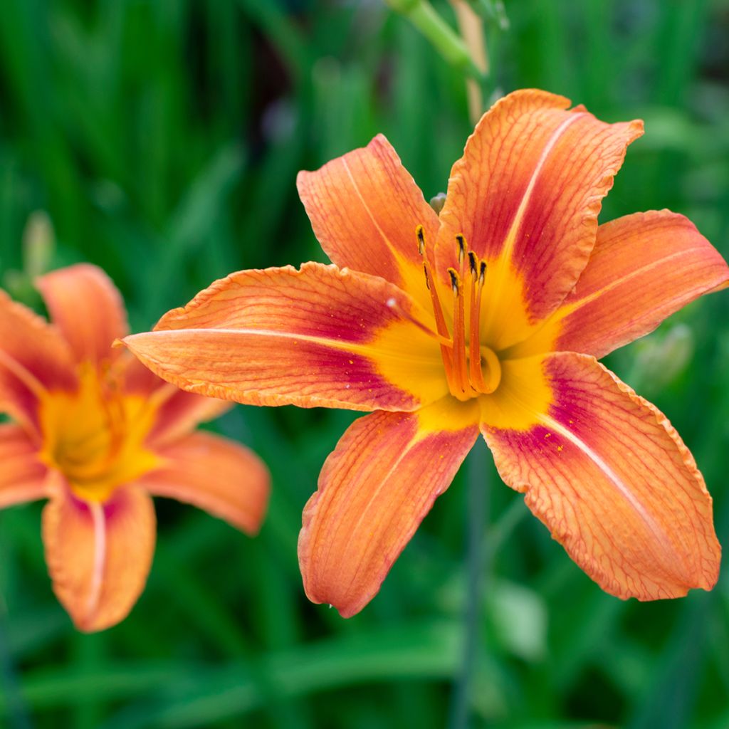 Hemerocallis fulva - Daylily