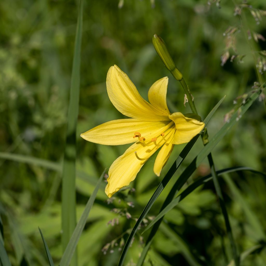 Hemerocallis lilioasphodelus - Daylily