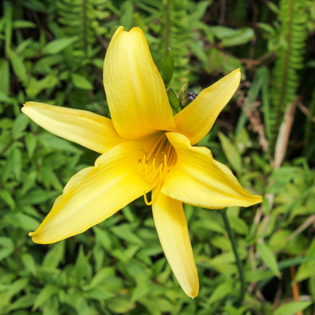 Hemerocallis lilioasphodelus - Daylily