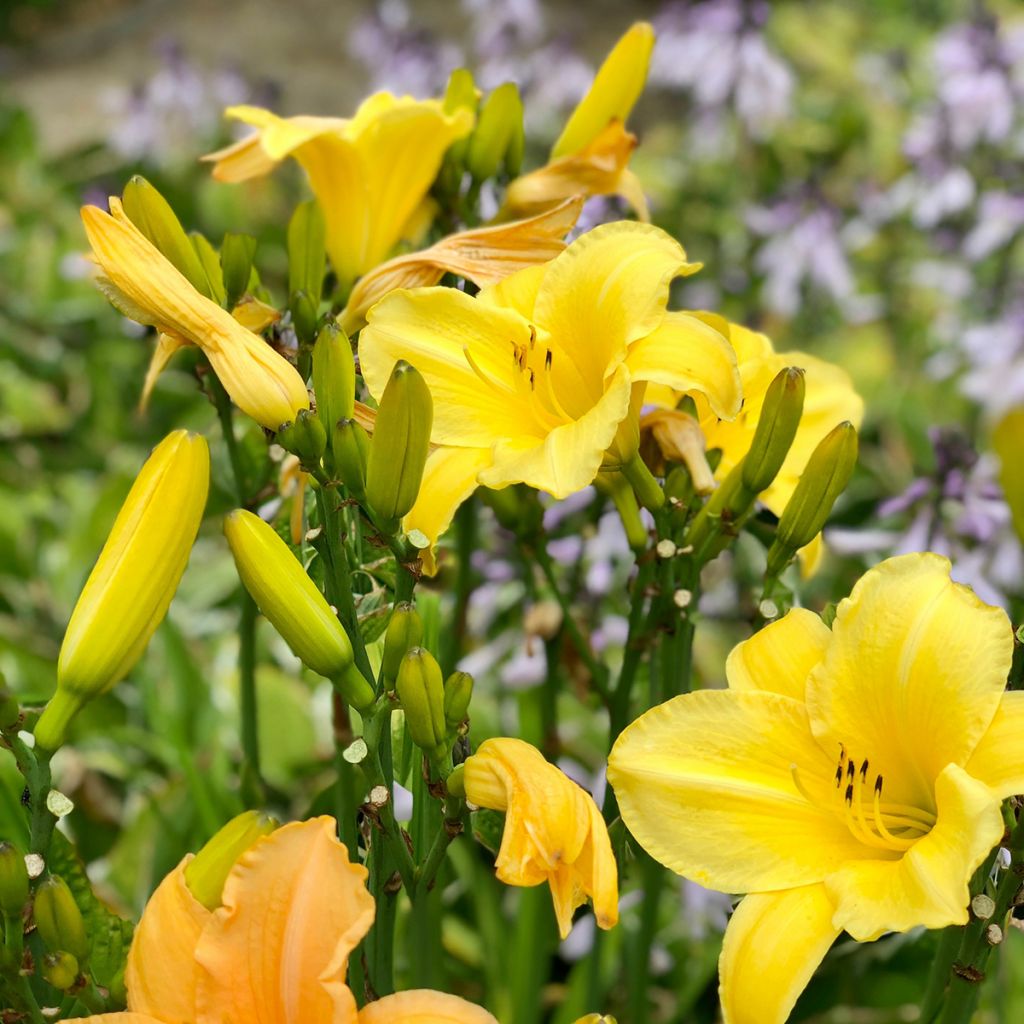 Hemerocallis middendorffii - Daylily