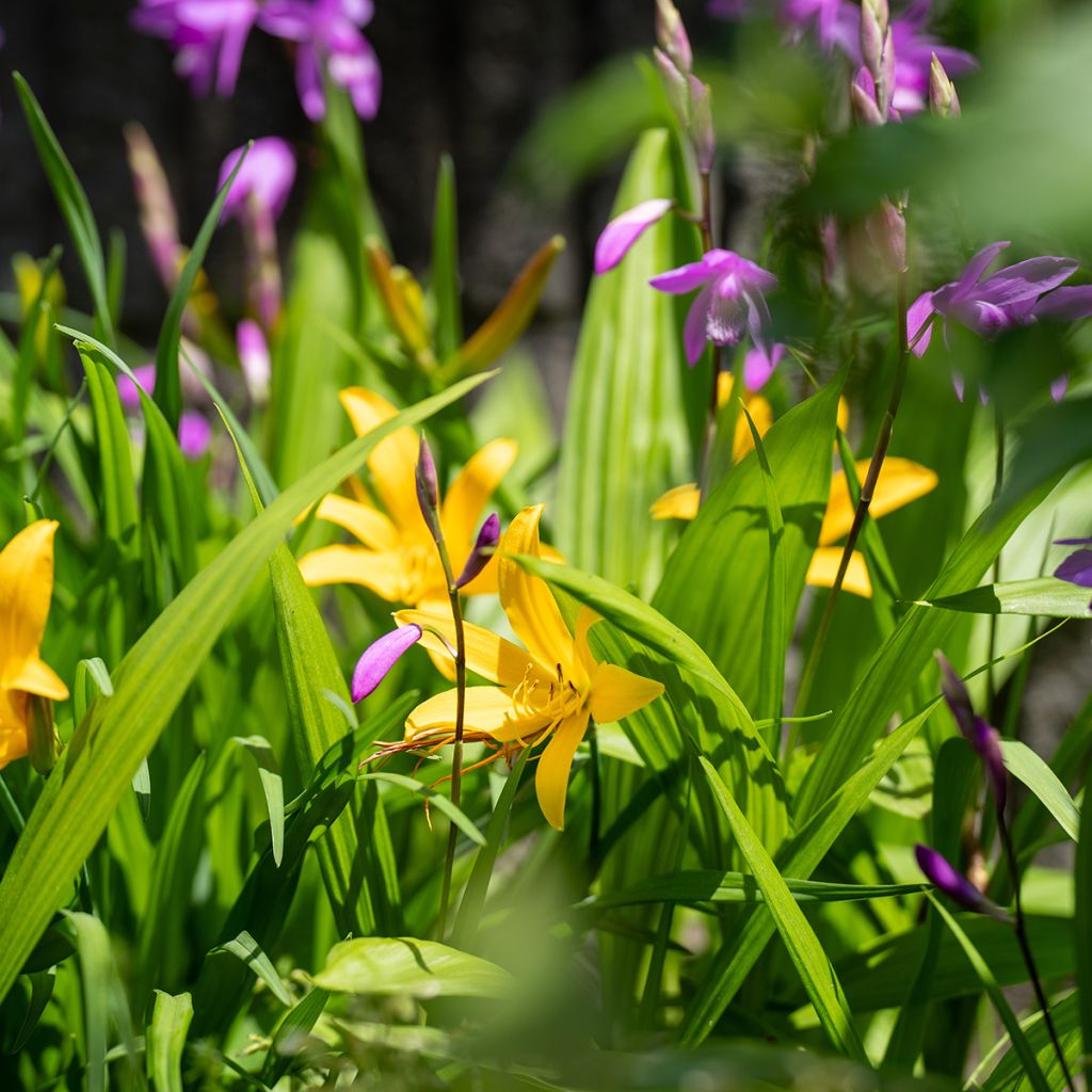 Hemerocallis middendorffii - Daylily