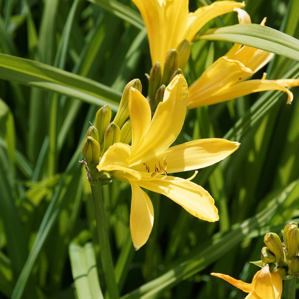 Hemerocallis middendorffii - Daylily