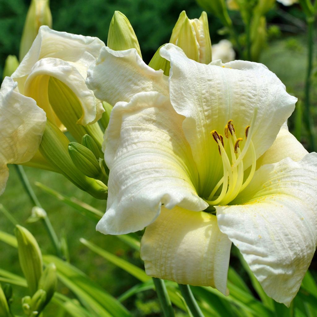 Hemerocallis Gentle Shepherd - Daylily