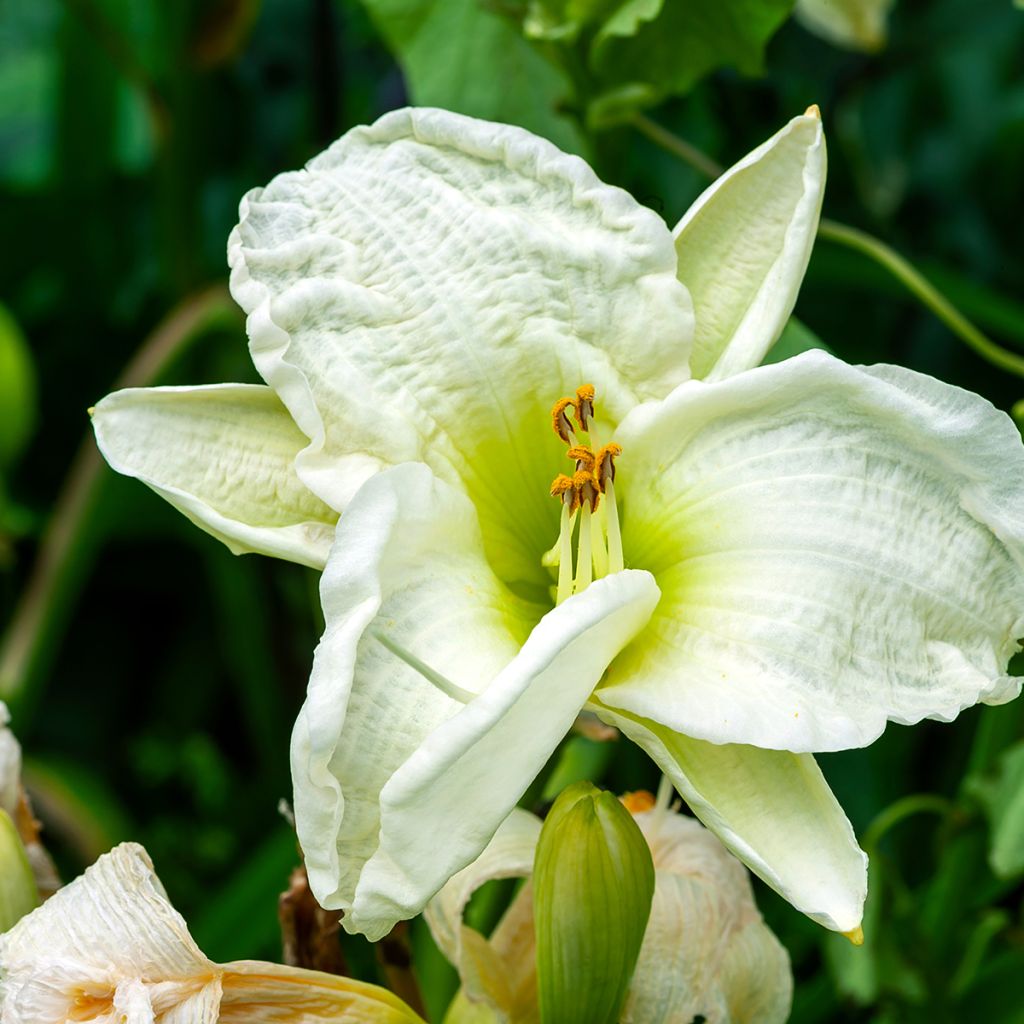 Hemerocallis Gentle Shepherd - Daylily