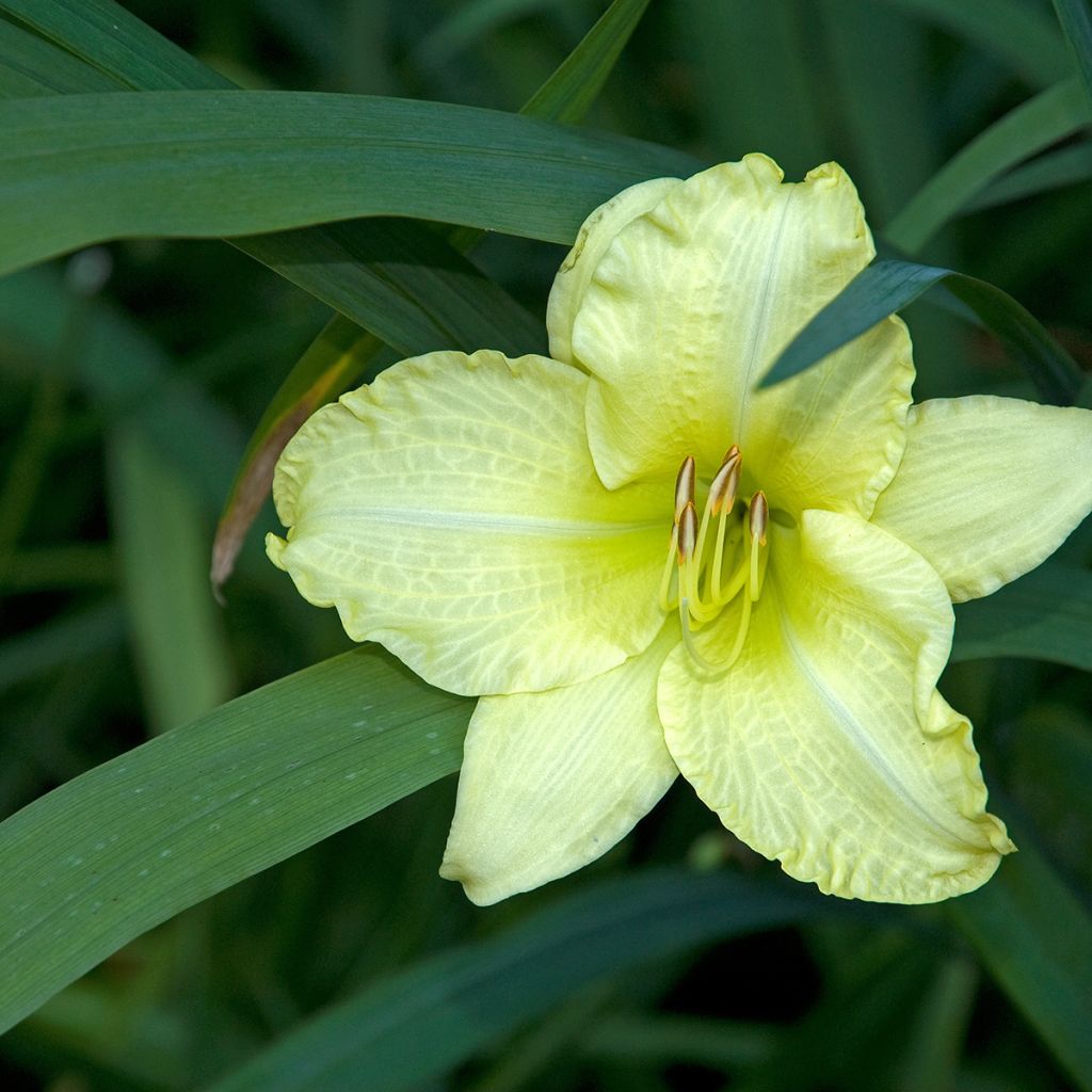 Hemerocallis Gentle Shepherd - Daylily