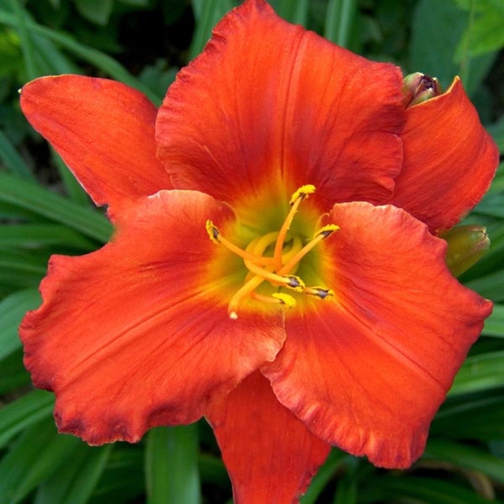 Hemerocallis Amadeus - Daylily