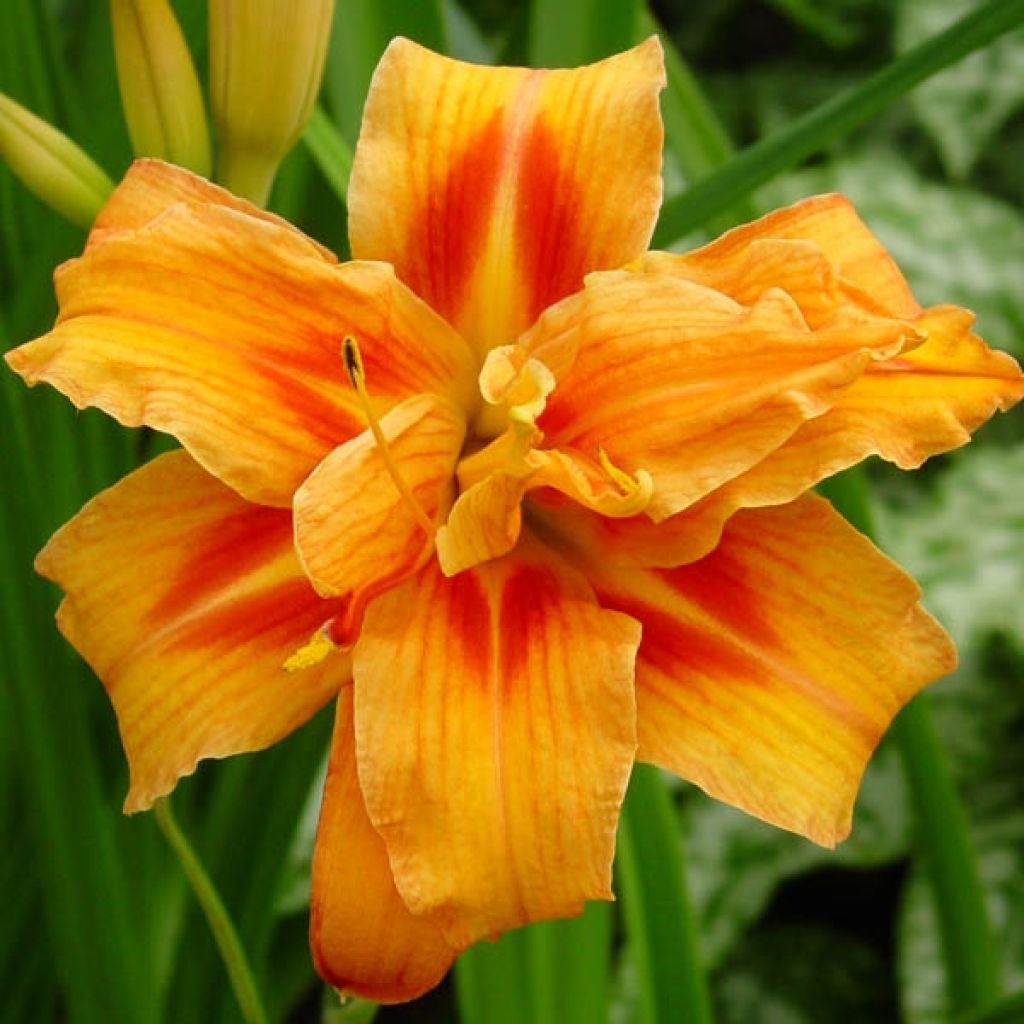 Hemerocallis Apricot Beauty - Daylily