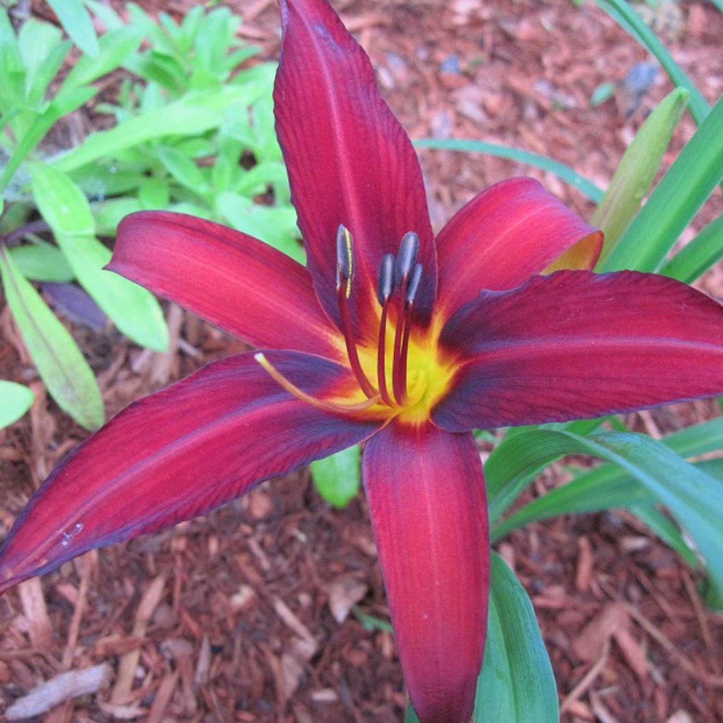 Hémérocalle Crimson Pirate - Hemerocallis Crimson Pirate