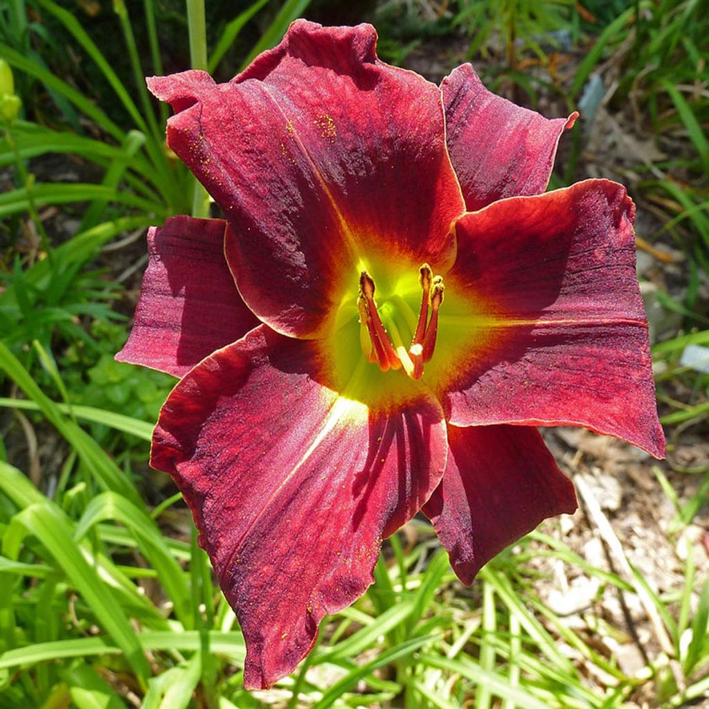 Hémérocalle Ed Murray - Hemerocallis Ed Murray