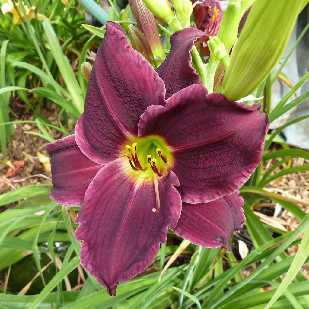 Hemerocallis Grape Velvet - Daylily