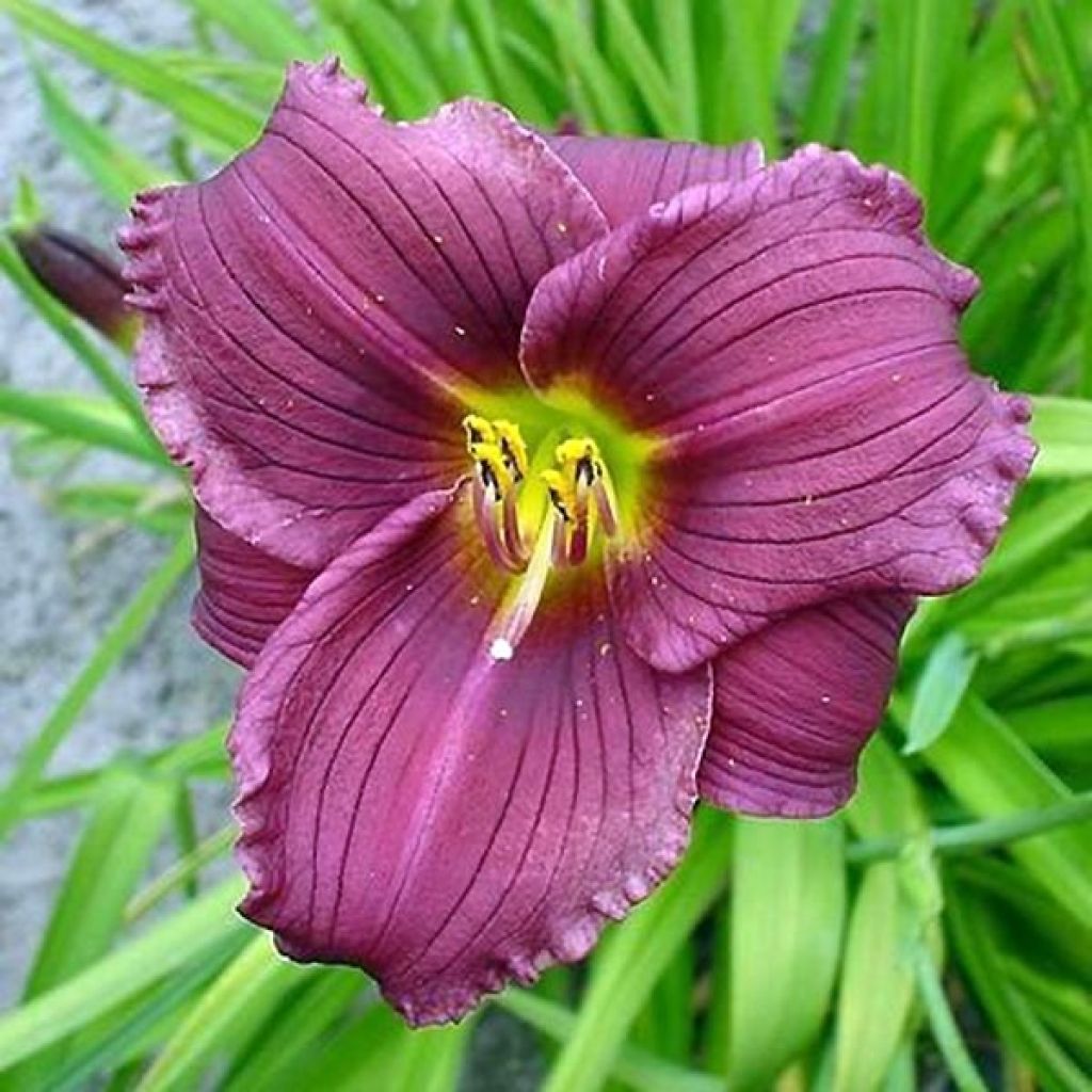 Hemerocallis Grape Velvet - Daylily