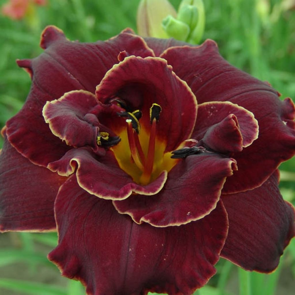 Hemerocallis Night Embers - Daylily