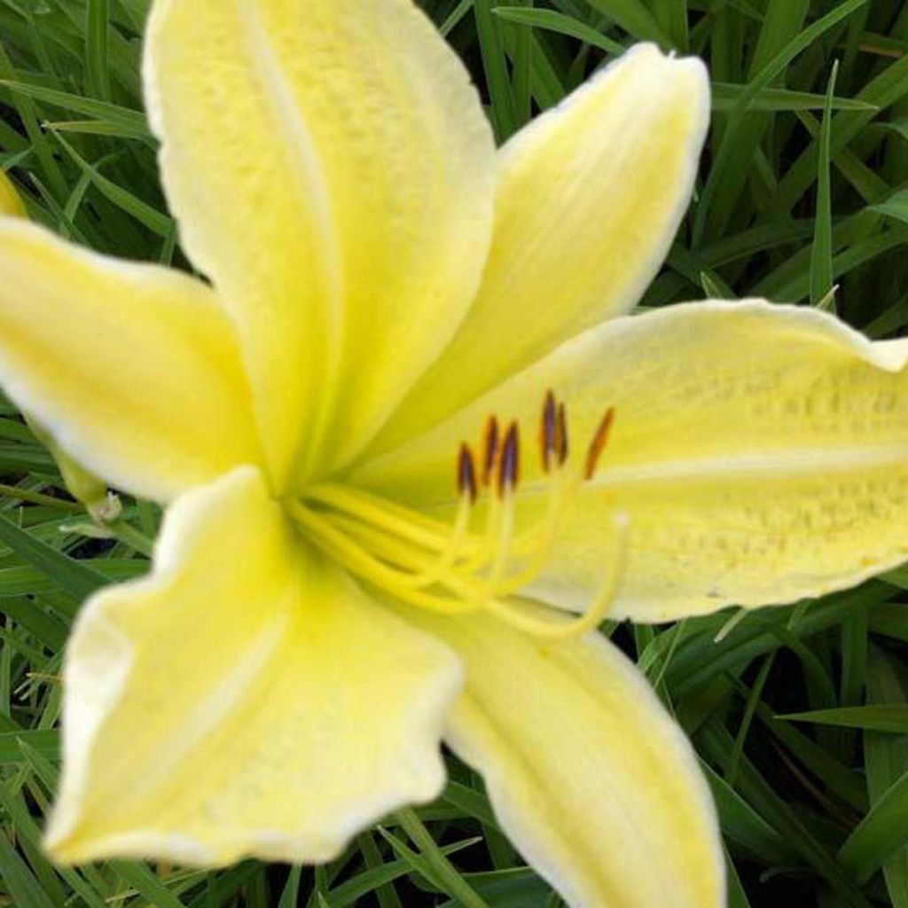 Hemerocallis Silver King - Daylily