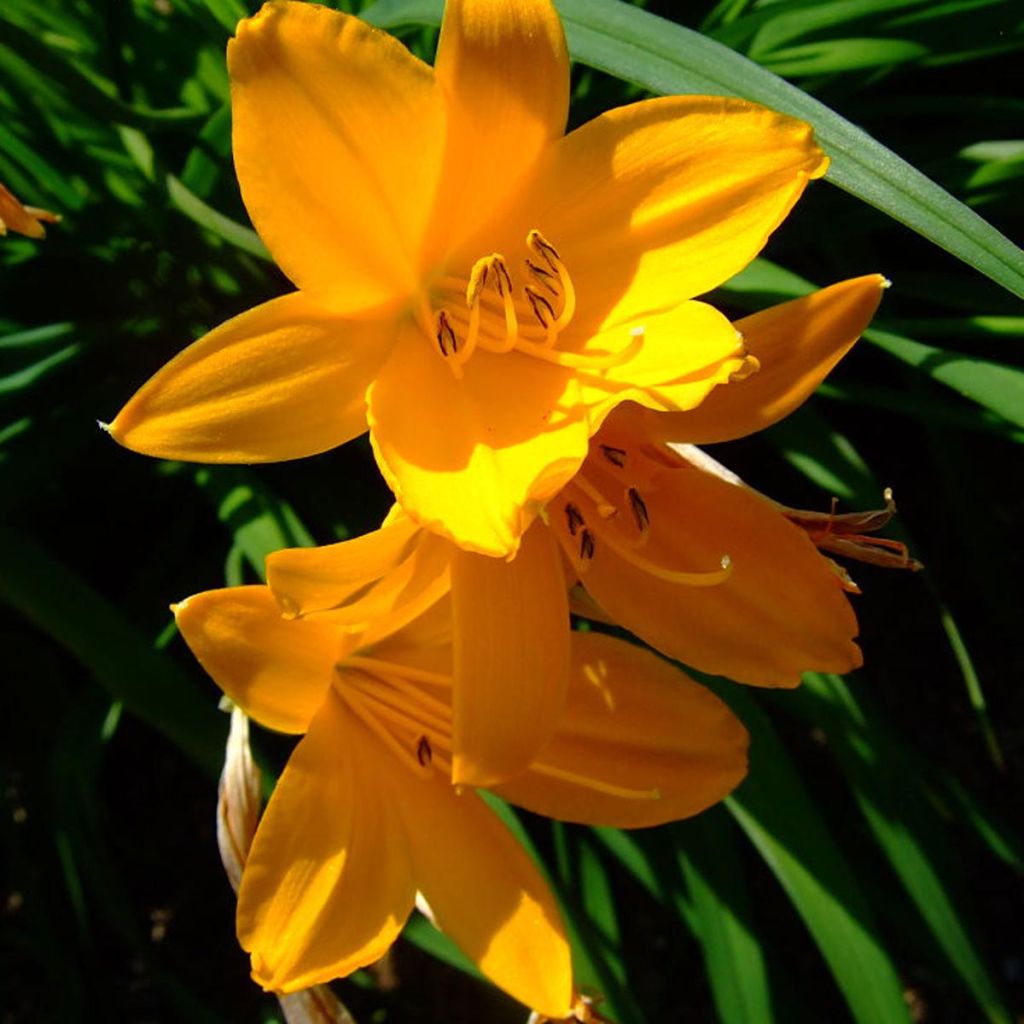 Hemerocallis middendorffii - Daylily