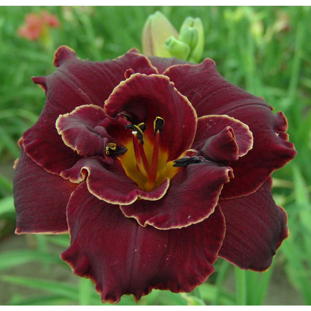 Hemerocallis Night Embers - Daylily