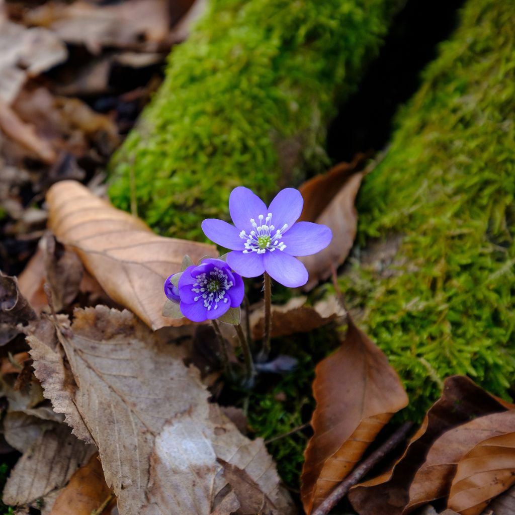 Hepatica nobilis