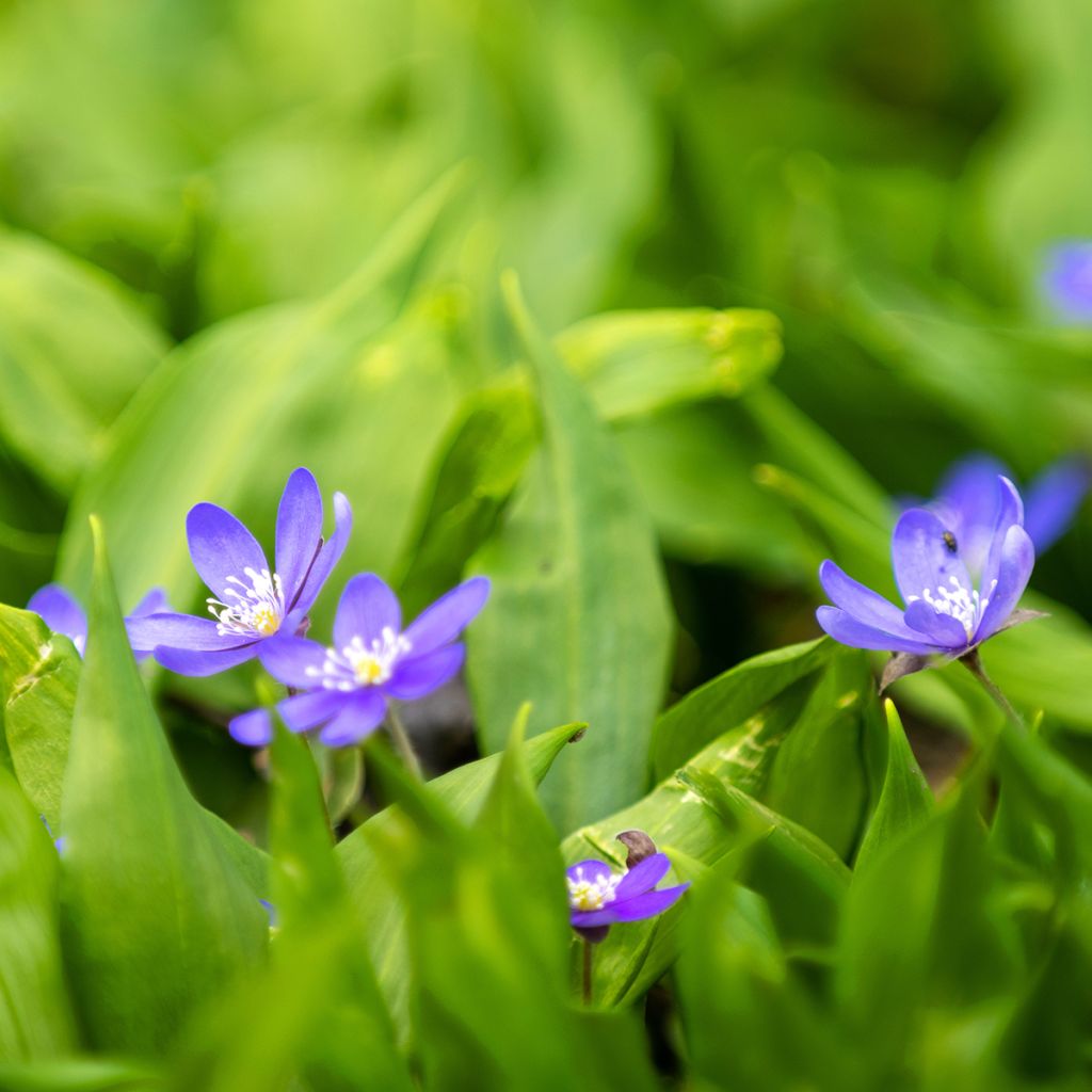 Hepatica nobilis