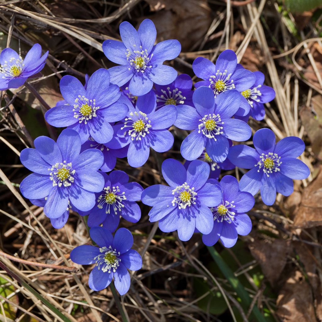 Hepatica nobilis