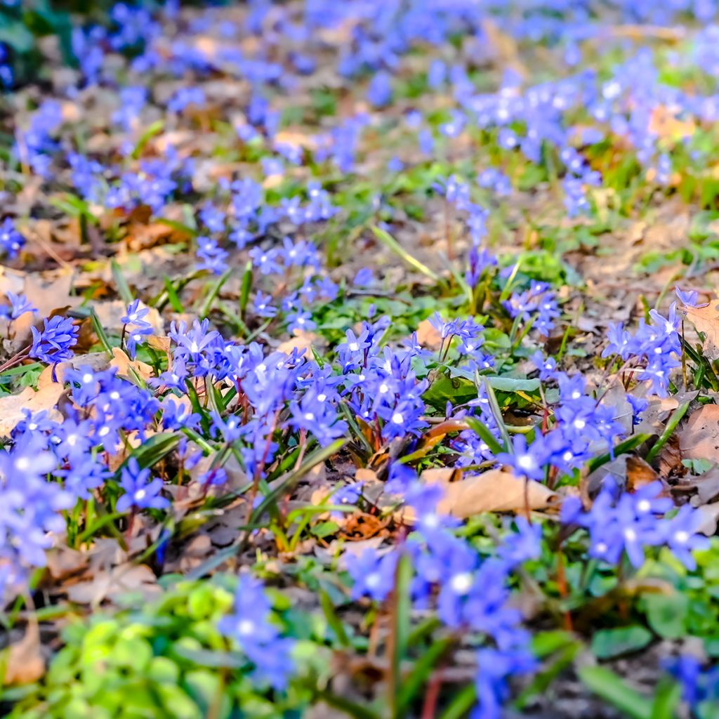 Hepatica nobilis