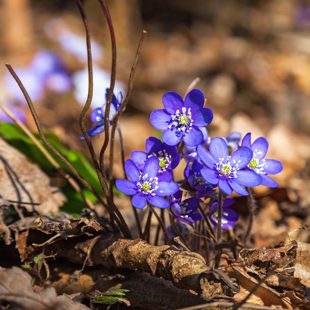 Hepatica nobilis