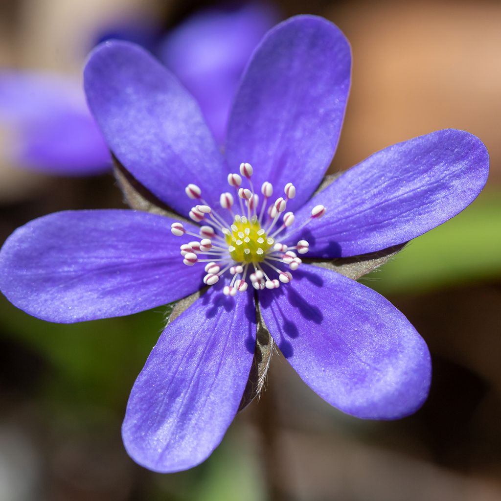 Hepatica nobilis