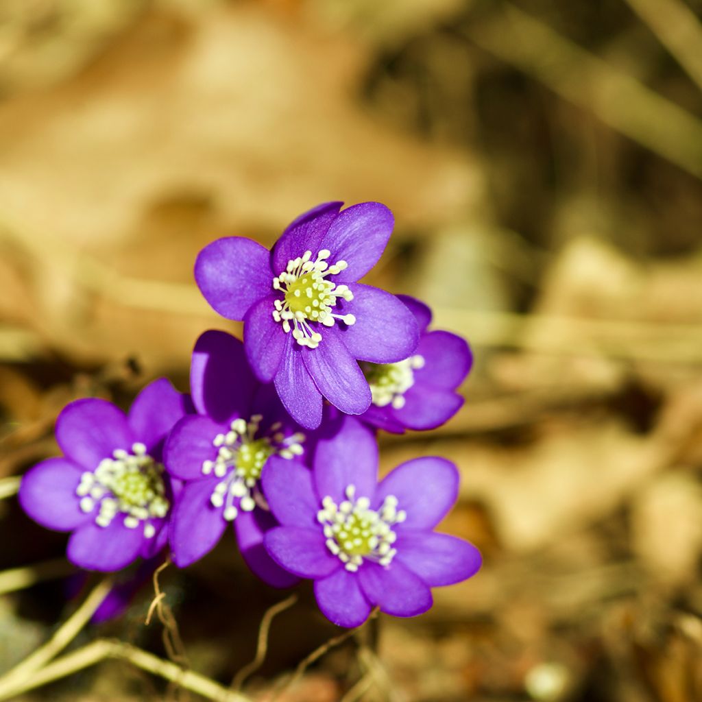 Hepatica nobilis Purple Forest