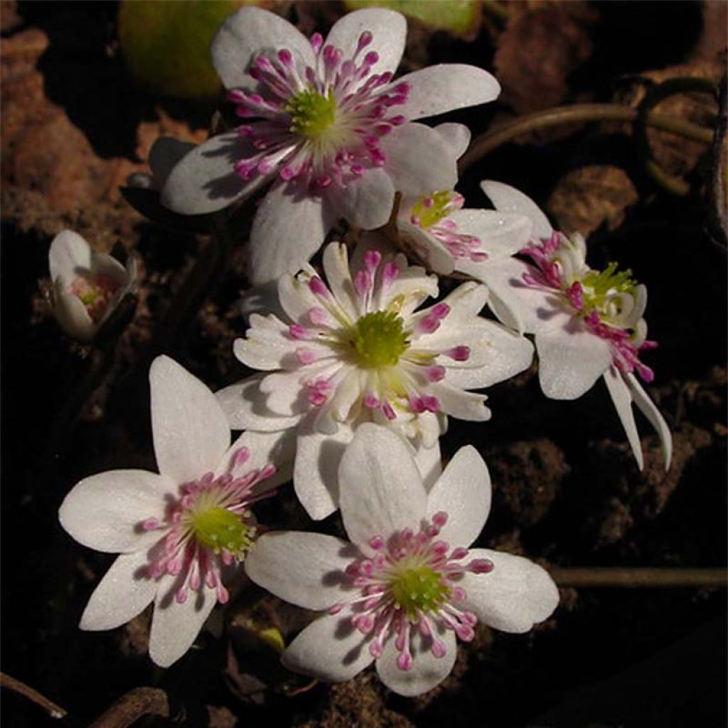 Hepatica nobilis White Forest- Anémone hépatique