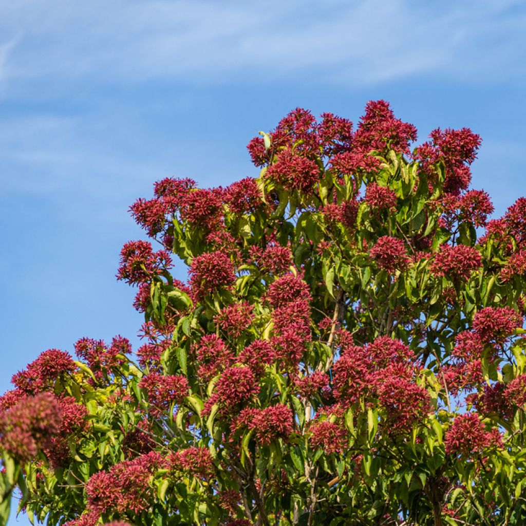 Heptacodium miconioides Temple of Bloom - Arbre aux sept fleurs