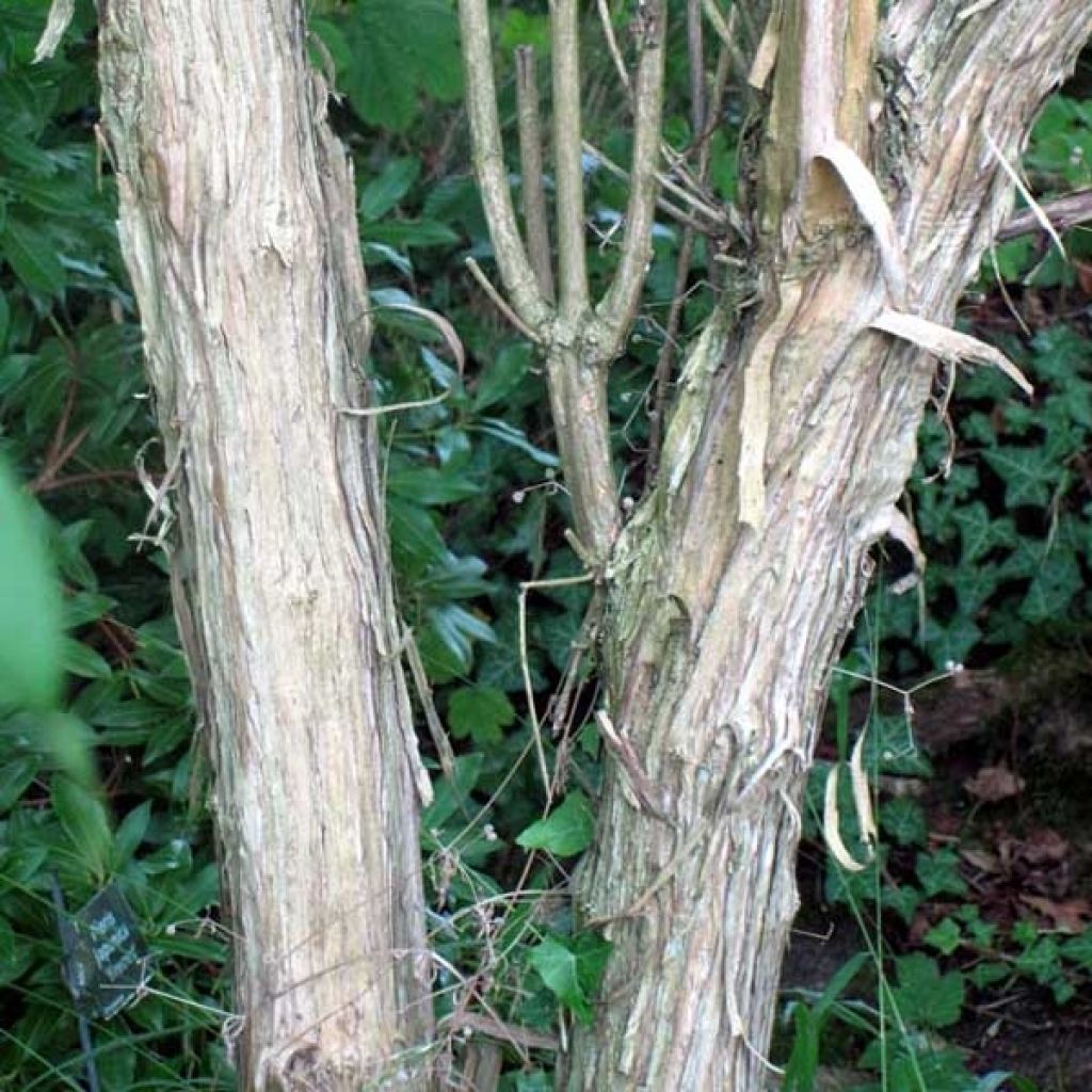 Heptacodium miconioides - Seven-son Tree