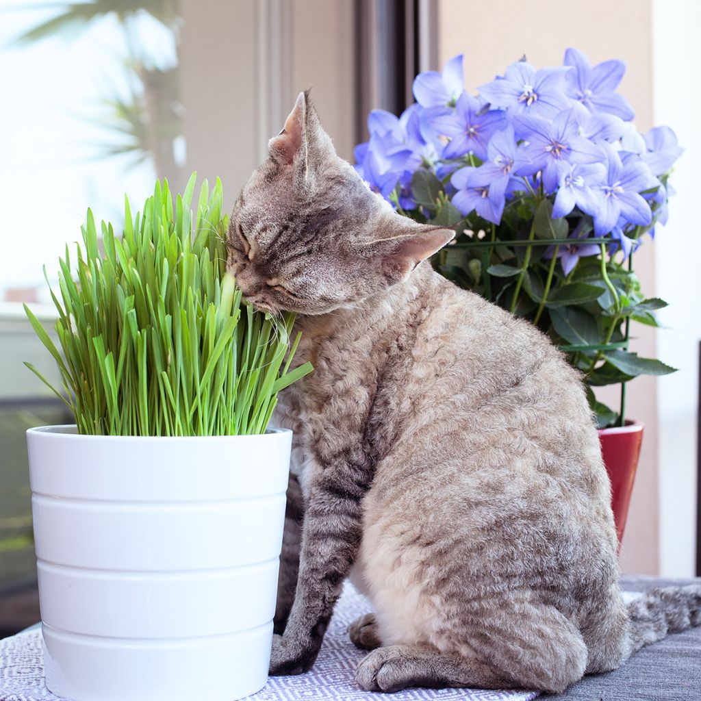 Cat Grass - Blend of cereals